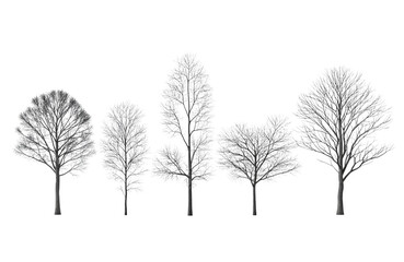 Obraz premium Five bare deciduous trees in winter isolated on transparent background