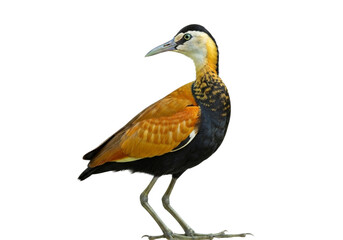 Fototapeta premium jacana with transparent PNG background