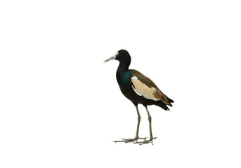 Fototapeta premium jacana with transparent PNG background