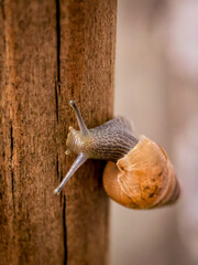 A decollate snail (Rumina decollata)