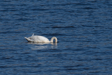 Fototapeta premium A tranquil horizontal photograph captures a white swan actively foraging in deep blue, rippled water. Its head and gracefully curved neck are submerged, 