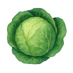 Obraz premium Green Cabbage Watercolor Illustration on Transparent Background