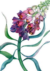 Elegant Watercolor Botanical Illustration of a Purple Flowering Plant