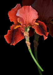 Vibrant Burgundy Iris Flower Painting