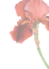 Elegant Red Iris Watercolor Bloom