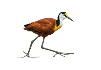 Obraz premium jacana with transparent PNG background
