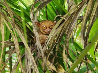 Tarsier Hanging in the Tree – Zoomed In