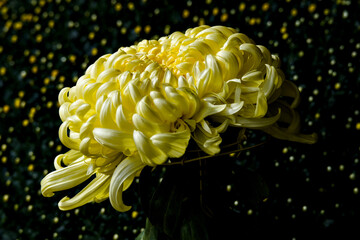 黒背景の黄色い菊