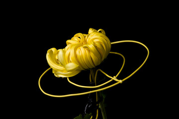 黒背景の黄色い菊
