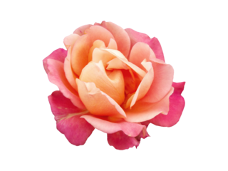 Peach pink rose in full bloom with soft layered petals isolated on transparent background, png