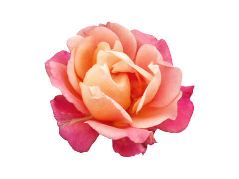 Peach pink rose in full bloom with soft layered petals