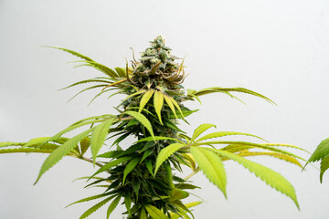 Cannabisbl&uuml;te, Hanf, Bl&uuml;te, reife