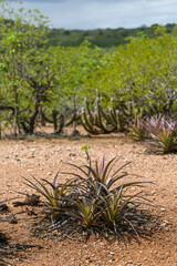 Macambira Bromeliad in the Caatinga Biome, São João do Cariri, Paraíba, Brazil