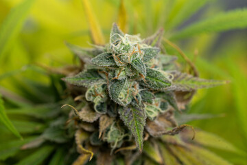 Cannabisbl&uuml;te, Hanf, Bl&uuml;te, reife