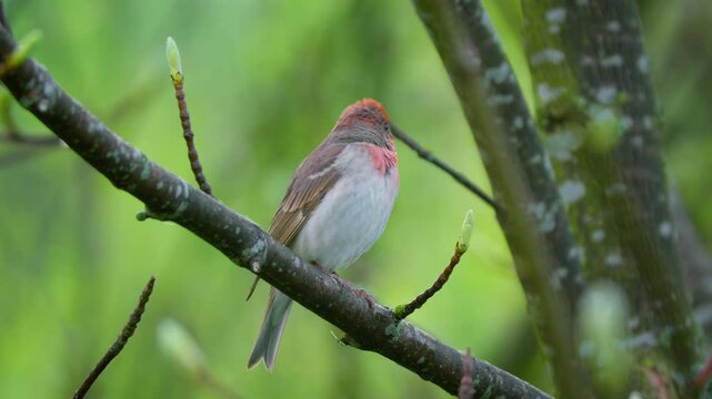 Common rosefinch (Carpodacus erythrinus) song, scarlet bird singing