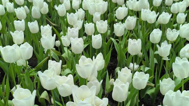 blooming white tulip flower decorating in garden