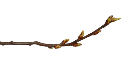 A tree branch with swollen buds isolated on a transparent background