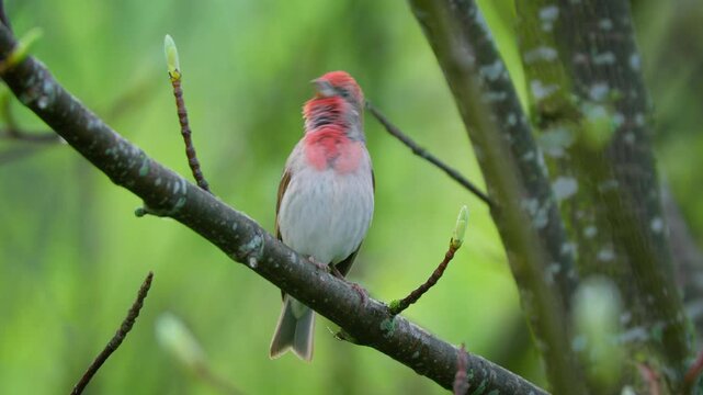Common rosefinch (Carpodacus erythrinus) song, scarlet bird singing