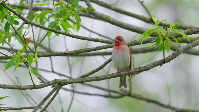 Common rosefinch (Carpodacus erythrinus) song, scarlet bird singing