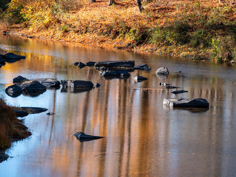 Closer view of a river flowing past stones and boulders on a fall day in Maine.