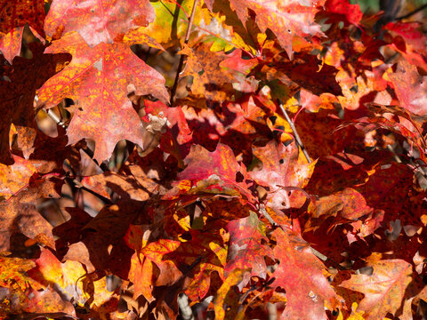 Brilliant colors of Red Oak leaves in the fall in Maine.