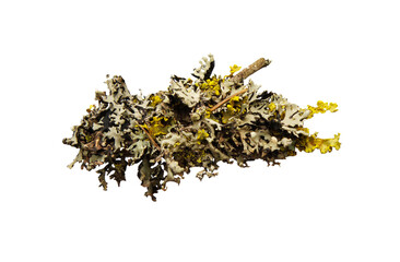 Moss on small twig isolated on transparent background