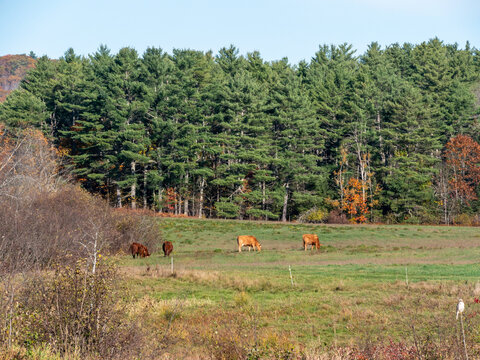 Cows grazing on the distant land in Maine in the fall.