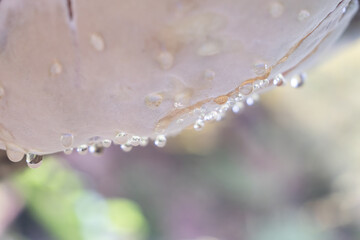 A close up of a white object with raindrops on it