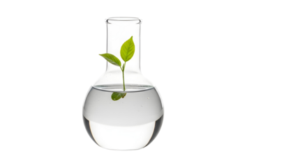 Clear Glass Laboratory Flask with Green Plant Sprout, Biotechnology Concept Isolated on White