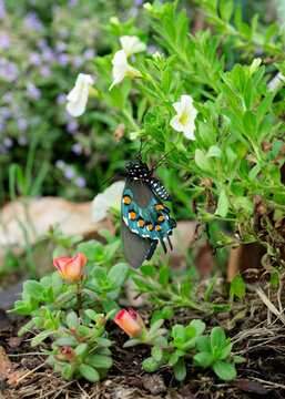 Pipevine Swallowtail in a warm summer garden outdoors