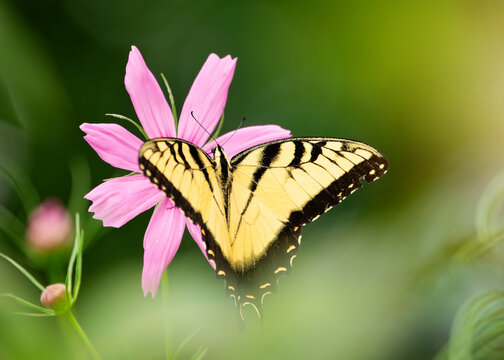 Male Eastern Tiger Swallowtail sipping nectar on pink cosmos in the summer.