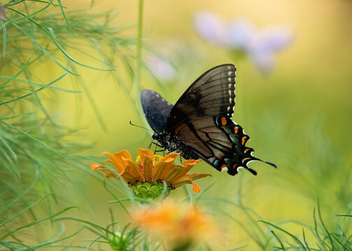Dark morph eastern tiger swallowtail sipping nectar from flowers in the summer.