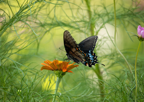 Dark morph eastern tiger swallowtail sipping nectar from flowers in the summer.