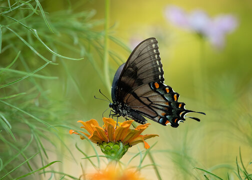 Dark morph eastern tiger swallowtail sipping nectar from flowers in the summer.