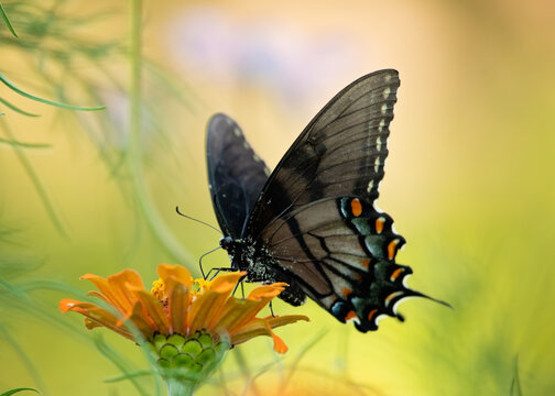Dark morph eastern tiger swallowtail sipping nectar from flowers in the summer.
