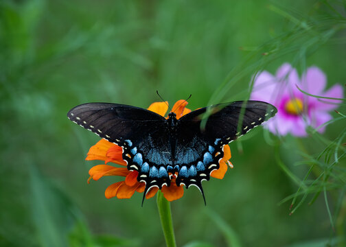 Dark morph eastern tiger swallowtail sipping nectar from flowers in the summer.