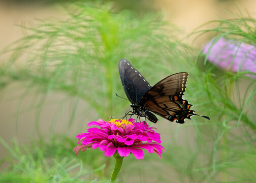 Dark morph eastern tiger swallowtail sipping nectar from flowers in the summer.