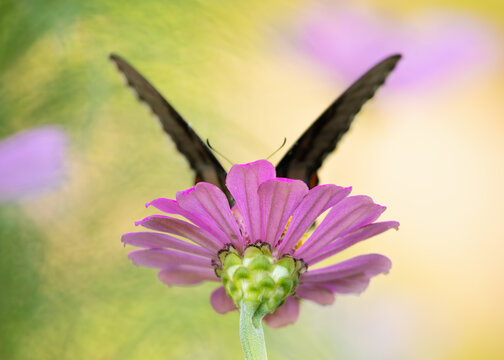 Dark morph eastern tiger swallowtail sipping nectar from flowers in the summer.