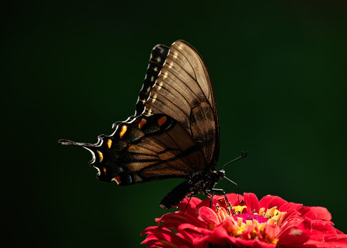 Dark morph eastern tiger swallowtail sipping nectar from flowers in the summer.