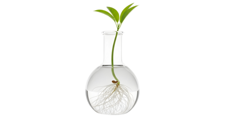Young Green Plant Seedling with Roots Growing in Clear Glass Laboratory Flask Isolated on White