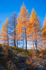Autumn landscape in the Alps