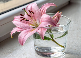 pink lily in a glass