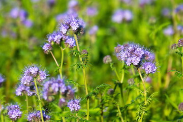 Blüten der Phacelia auf einem Feld