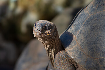 Majestic Aldabra Giant Tortoise in Natural Habitat, Peacefully Roaming Under Lush Green Surroundings and Soft Daylight on a Tropical Island