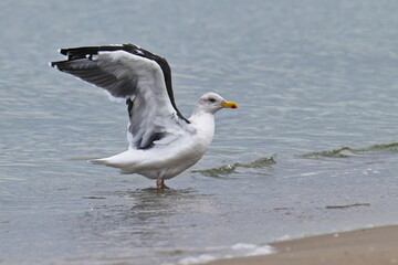 Fototapeta premium Mantelmöwe (Larus marinus) im Herbst an der Ostsee