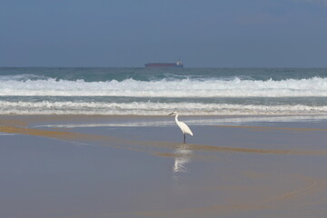 Little egret on the beach in Sri Lanka, Kovalam