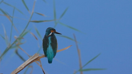 Kingfisher perched on a branch in the Okavango Delta, Botswana.
