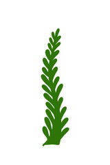 green fern leaf isolated on transparent background with png file type