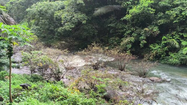flowing water stream creek river in tropical forest. Tranquil calm nature view