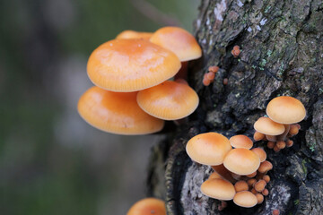 Mushrooms, growing on a tree trunk in the autumn forest.